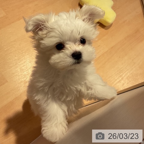 マルチーズの写真