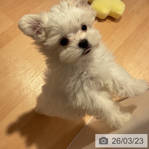 マルチーズの写真