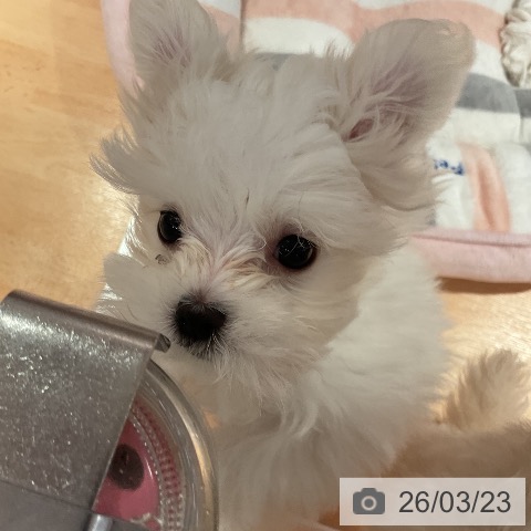 愛知県のマルチーズ (ペットプラス 名古屋茶屋店/2026年1月4日生まれ/男の子/ホワイト)の子犬の4枚目の画像