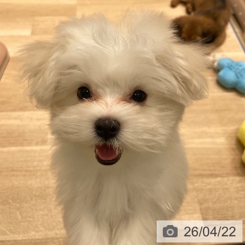 マルチーズの写真