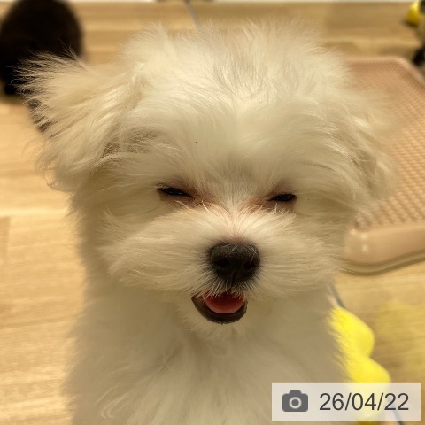 マルチーズの写真