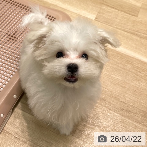 マルチーズの写真