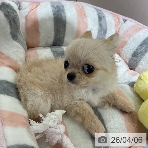 愛知県のチワワ(ロング) (ペットプラス ナゴヤドーム前店/2026年1月2日生まれ/女の子/クリーム)の子犬の4枚目の画像