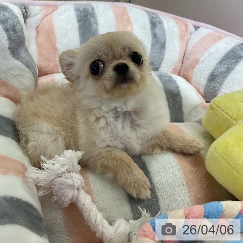 愛知県のチワワ(ロング) (ペットプラス ナゴヤドーム前店/2026年1月2日生まれ/女の子/クリーム)の子犬の3枚目の画像