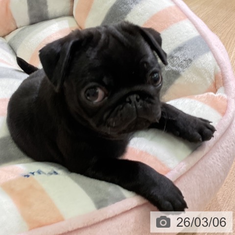 パグの写真