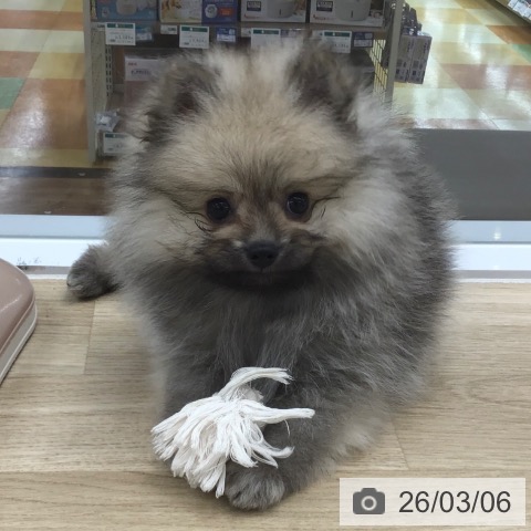 ポメラニアンの写真