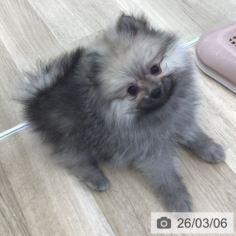 ポメラニアンの写真
