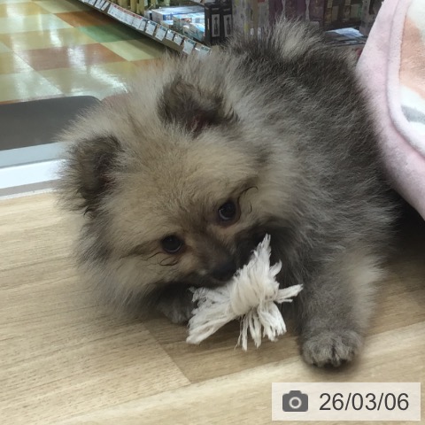 ポメラニアンの写真