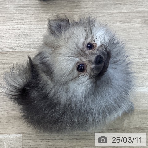 愛知県のポメラニアン (ペットプラス 千音寺店/2026年1月3日生まれ/男の子/クリームセーブル)の子犬の3枚目の画像