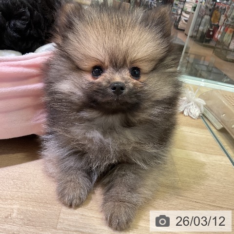 愛知県のポメラニアン (ペットプラス 岡崎店/2026年1月3日生まれ/男の子/オレンジセーブル)の子犬の4枚目の画像