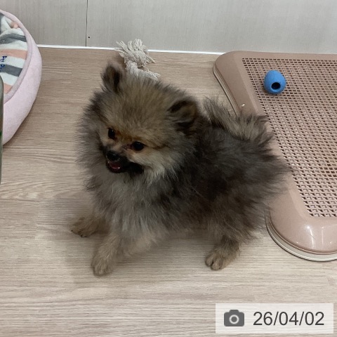 石川県のポメラニアン (ペットプラス かほく店/2026年1月3日生まれ/男の子/オレンジセーブル)の子犬の4枚目の画像