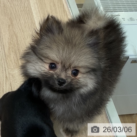 ポメラニアンの写真