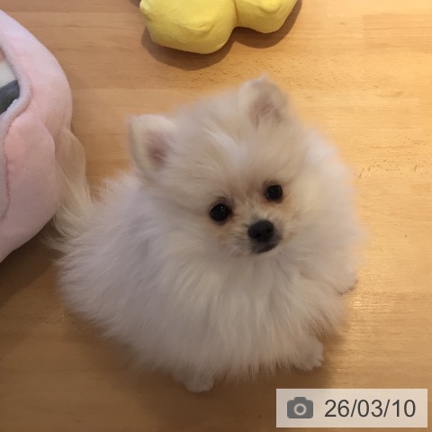 三重県のポメラニアン (ペットプラス 東員店/2026年1月3日生まれ/女の子/クリーム)の子犬の4枚目の画像
