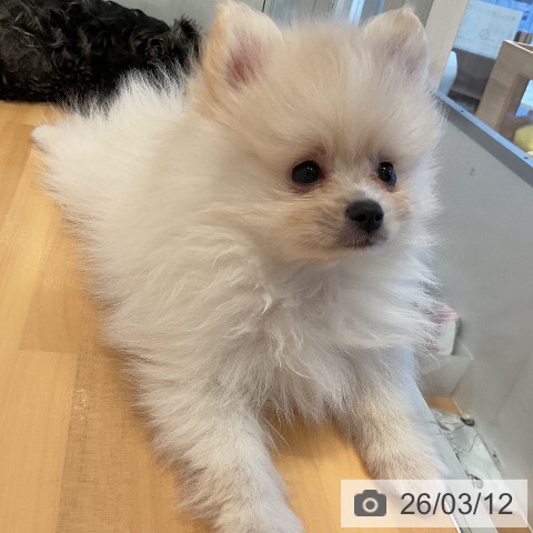 三重県のポメラニアン (ペットプラス 東員店/2026年1月3日生まれ/女の子/クリーム)の子犬の4枚目の画像