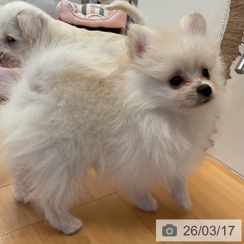 ポメラニアンの写真