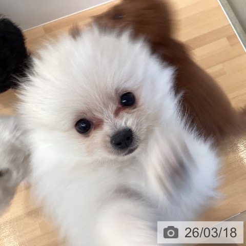 ポメラニアンの写真