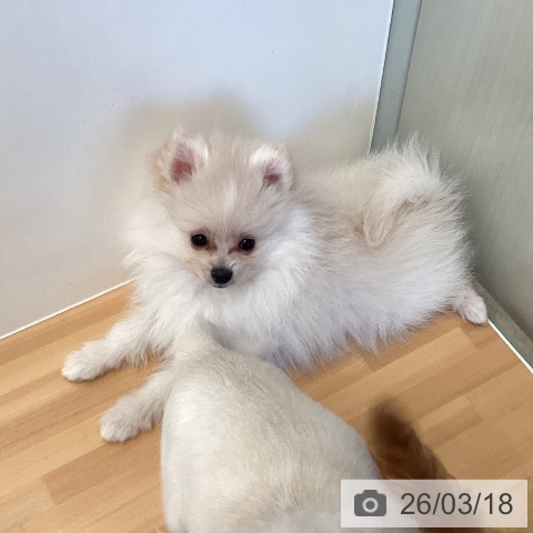 ポメラニアンの写真