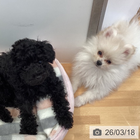 ポメラニアンの写真