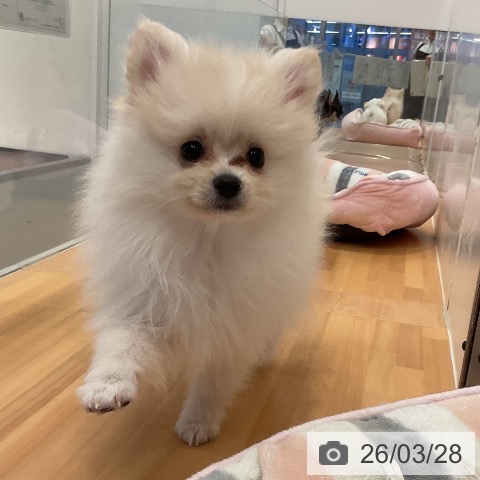 三重県のポメラニアン (ペットプラス 東員店/2026年1月3日生まれ/女の子/クリーム)の子犬の4枚目の画像
