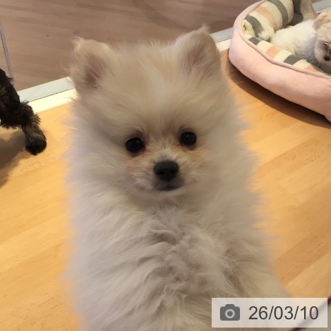 三重県のポメラニアン (ペットプラス 東員店/2026年1月3日生まれ/女の子/クリーム)の子犬の3枚目の画像