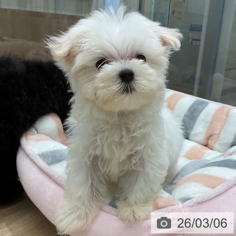 マルチーズの写真