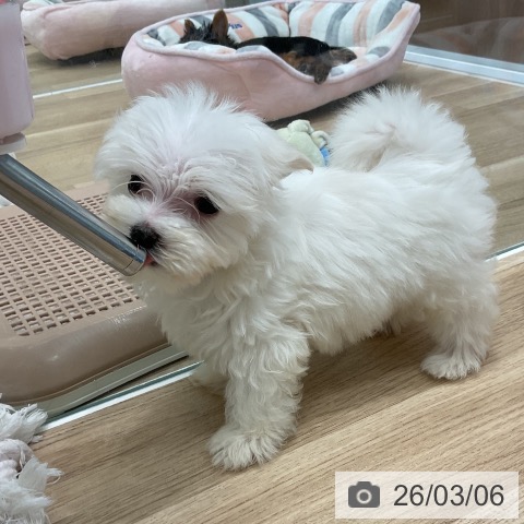 マルチーズの写真