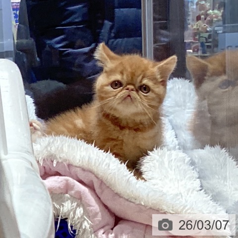 エキゾチックの写真