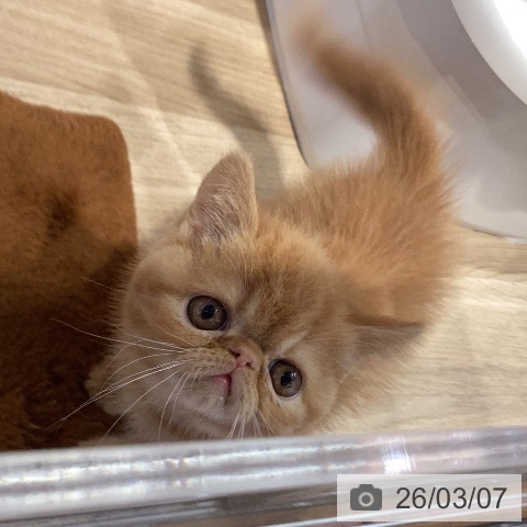 エキゾチックの写真