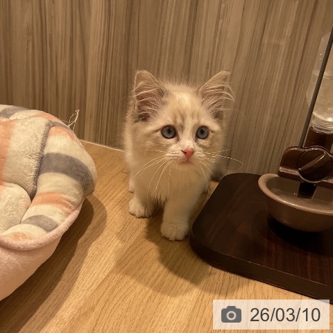 ラグドールの写真