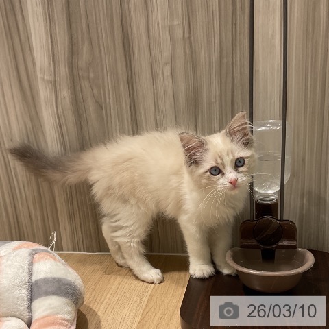 ラグドールの写真