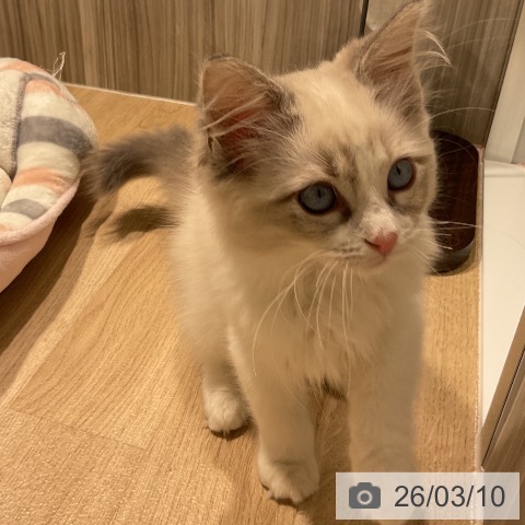 ラグドールの写真