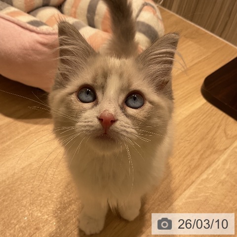 ラグドールの写真