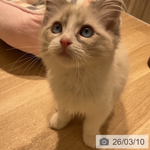 ラグドールの写真