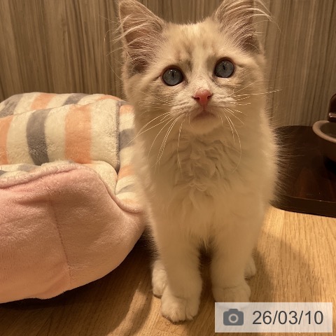 ラグドールの写真