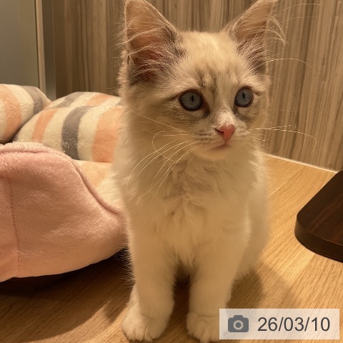 三重県のラグドール (ペットプラス 鈴鹿店/2025年12月10日生まれ/男の子/ブルーポイントバイカラー)の子猫の4枚目の画像