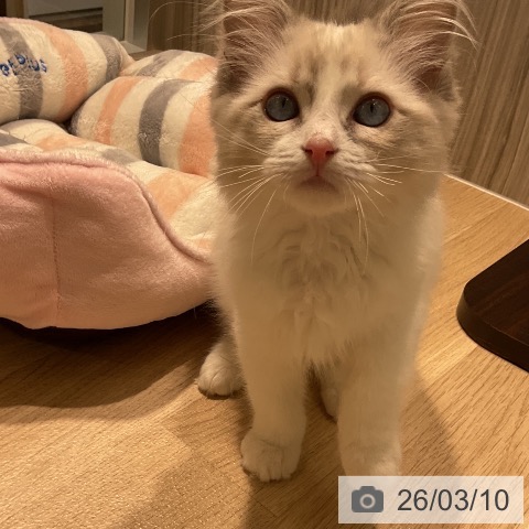 三重県のラグドール (ペットプラス 鈴鹿店/2025年12月10日生まれ/男の子/ブルーポイントバイカラー)の子猫の3枚目の画像