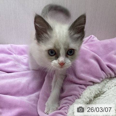 ラグドールの写真