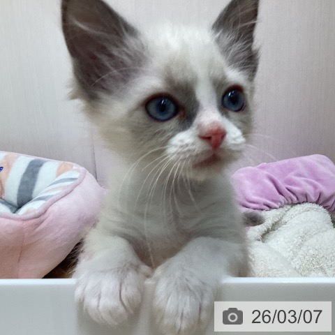 ラグドールの写真