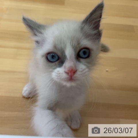 ラグドールの写真