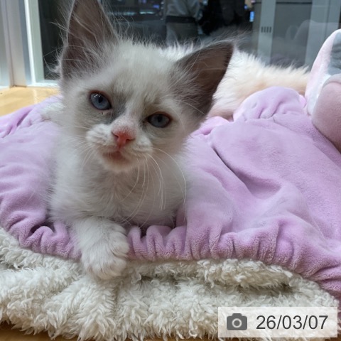 ラグドールの写真