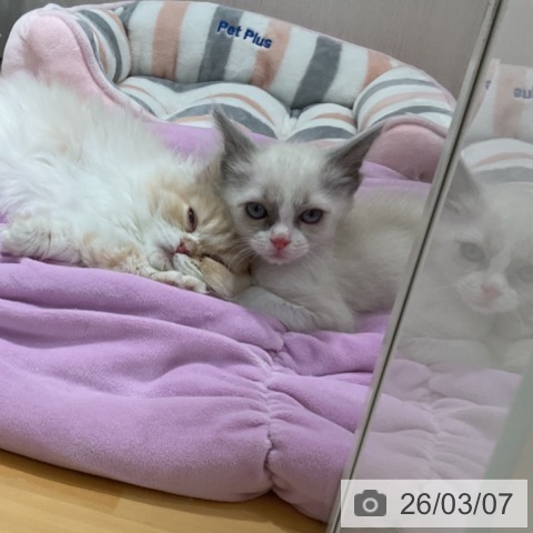 ラグドールの写真