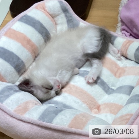 石川県のラグドール (ペットプラス 新小松店/2026年1月4日生まれ/男の子/ブルーポイントバイカラー)の子猫の4枚目の画像