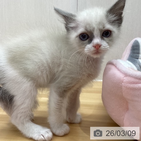 石川県のラグドール (ペットプラス 新小松店/2026年1月4日生まれ/男の子/ブルーポイントバイカラー)の子猫の3枚目の画像