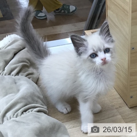 愛知県のラグドール (ペットプラス 千音寺店/2026年1月4日生まれ/女の子/ブルーポイントバイカラー)の子猫の3枚目の画像