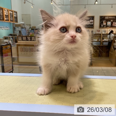 愛知県のラグドール (ペットプラス 三好店/2026年1月4日生まれ/女の子/ブルーポイントバイカラー)の子猫の4枚目の画像