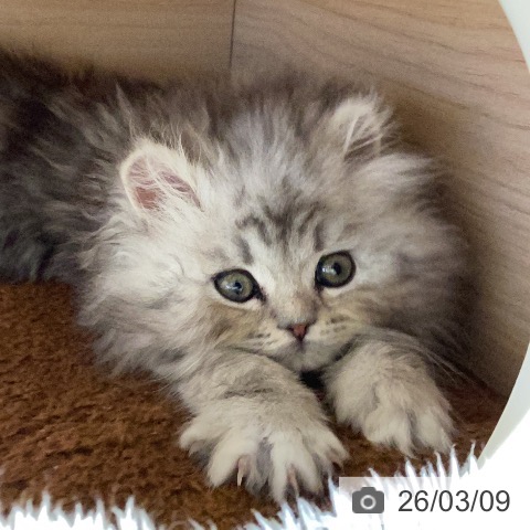 岐阜県のミヌエット (ペットプラス 各務原店/2026年1月2日生まれ/男の子/シルバータビー)の子猫の4枚目の画像