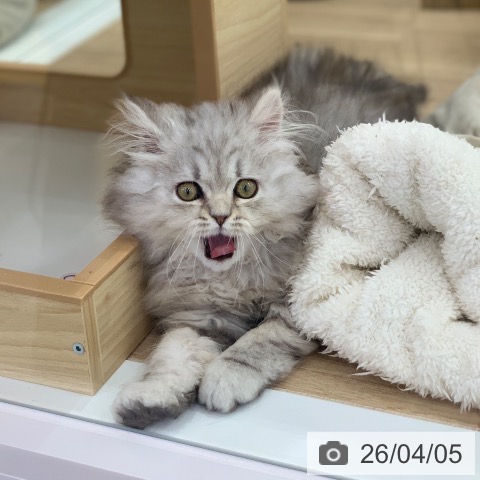 岐阜県のミヌエット (ペットプラス 光ケ丘店/2026年1月2日生まれ/男の子/シルバータビー)の子猫の4枚目の画像