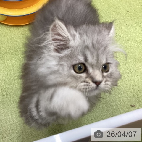 三重県のミヌエット (ペットプラス 津南店/2026年1月2日生まれ/男の子/シルバータビー)の子猫の4枚目の画像