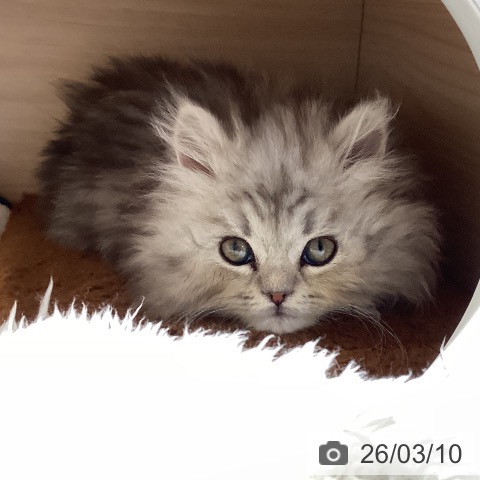 岐阜県のミヌエット (ペットプラス 各務原店/2026年1月2日生まれ/男の子/シルバータビー)の子猫の3枚目の画像