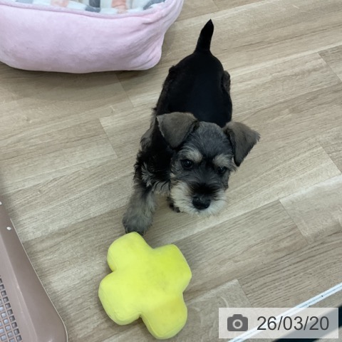 ミニチュア・シュナウザーの写真